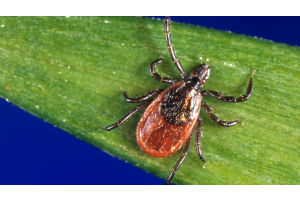 About Powassan Virus